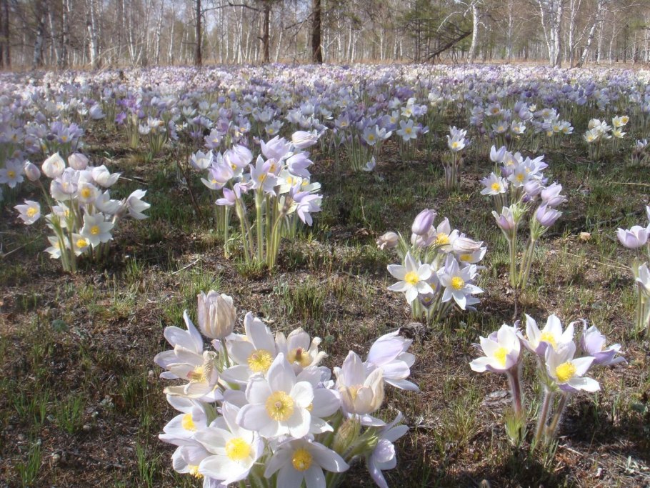 Венерин башмачок в Сибири