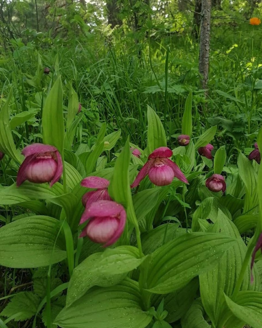 Купальница Горная Шория
