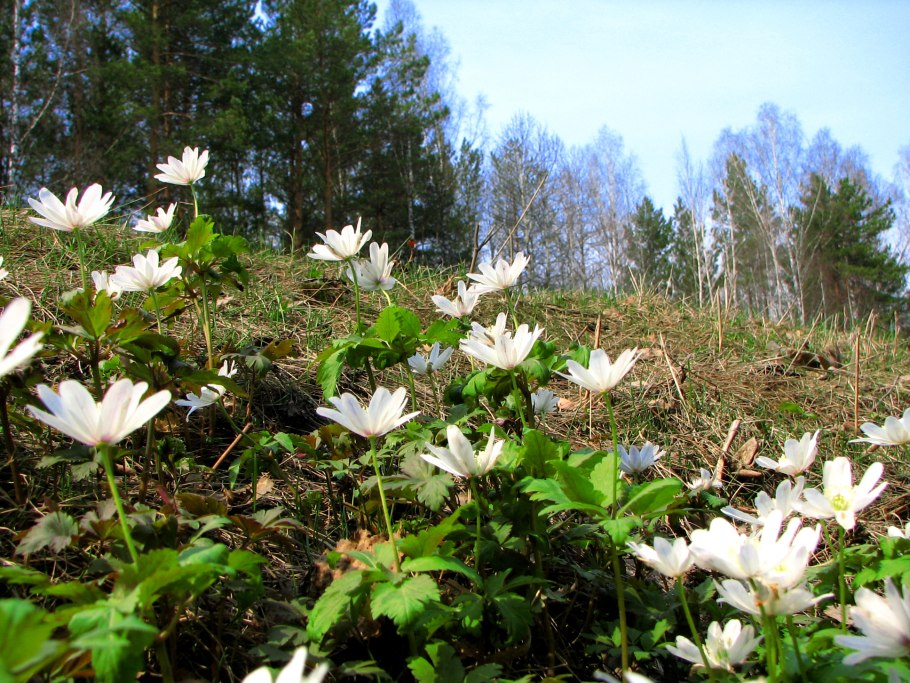 Кандык и ветреница