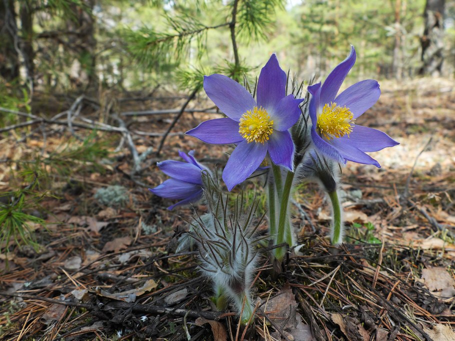 Цветущий луг Йеллоустоун
