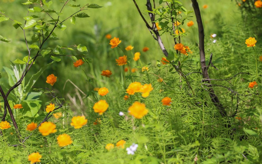 Разнотравье Сибири жарки