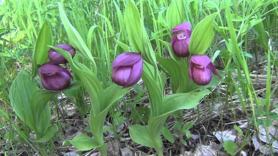 Подснежник прострел