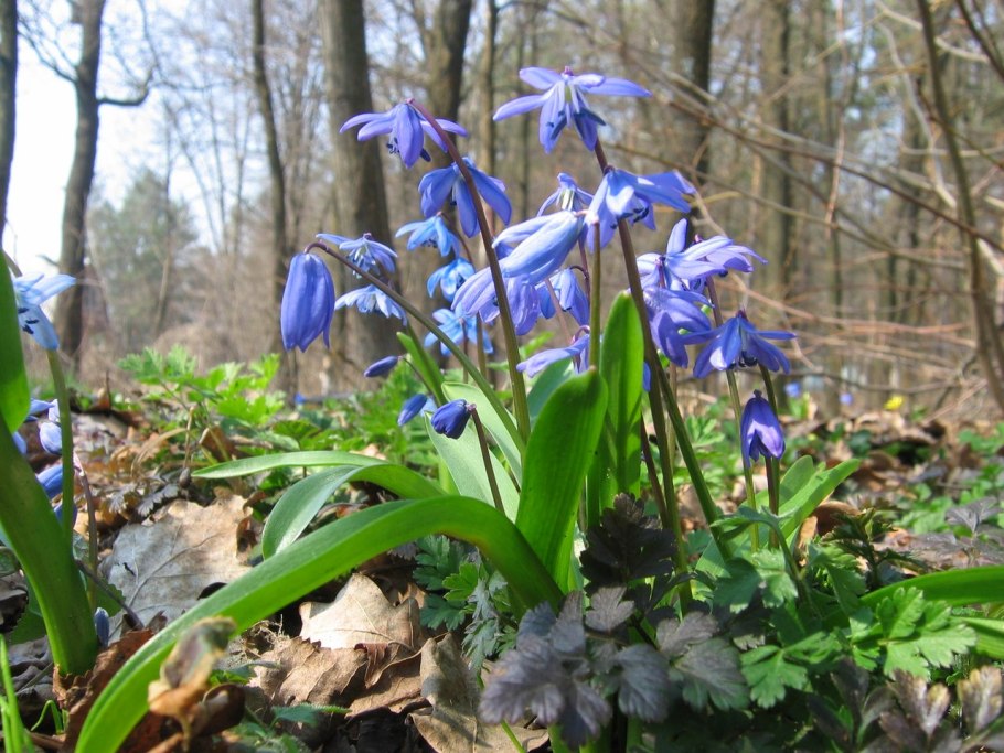 Крокус ветреница, Подснежник,Медуница