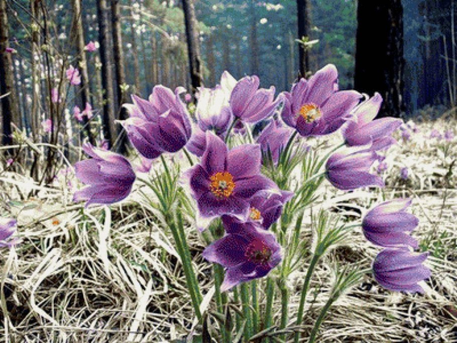 Сибирские Луга огоньков