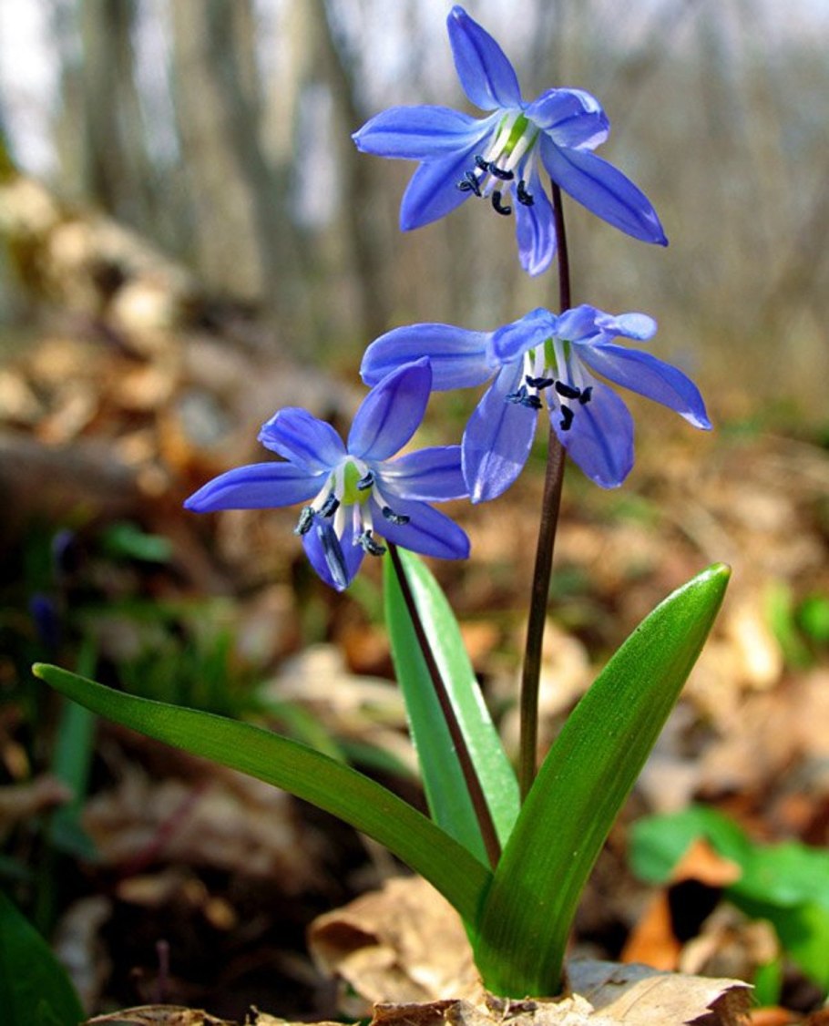 Пролеска двулистная