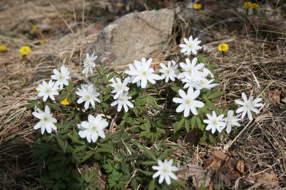 Сибирские растения