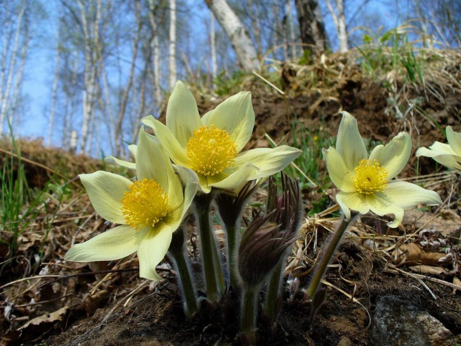 Прострел Уральский желтеющий