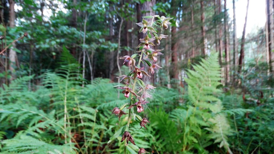 Дремлик (Epipactis gigantea) 'Night serpentine'