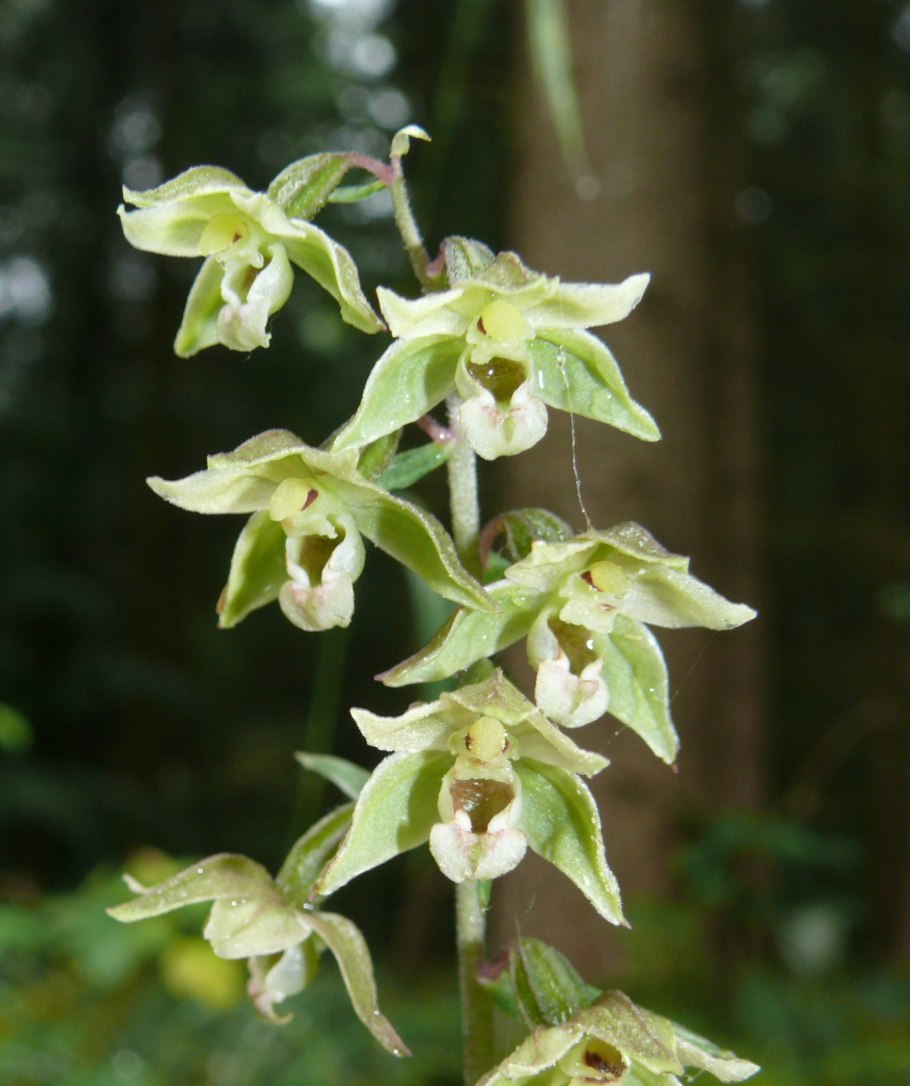 Дремлик зимовниковый – Epipactis helleborine