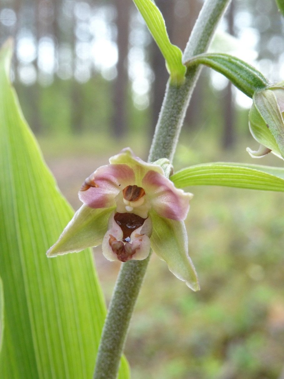 Epipactis helleborine