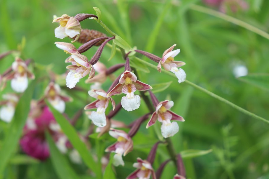 Дремлик темно-красный (Epipactis atrorubens)