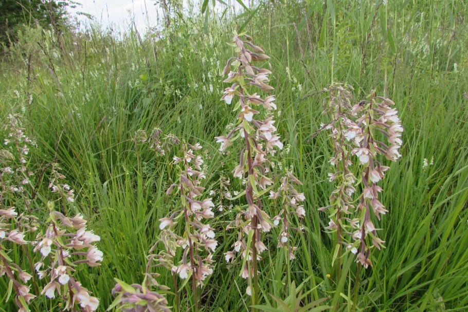 Дремлик болотный (Epipactis palustris)