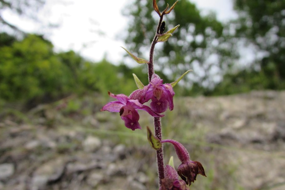 Дремлик Epipactis palustris