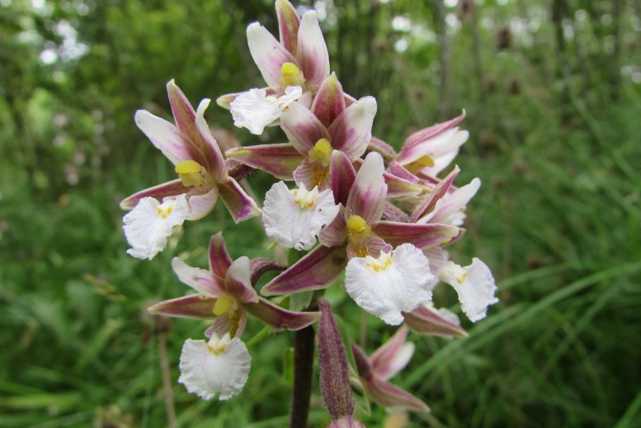 Дремлик болотный (Epipactis palustris)