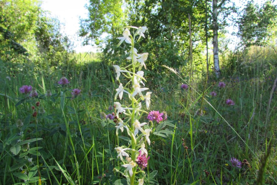 Дремлик зимовниковый – Epipactis helleborine