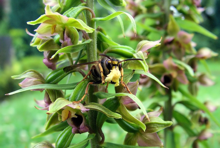 Дремлик зимовниковый – Epipactis helleborine