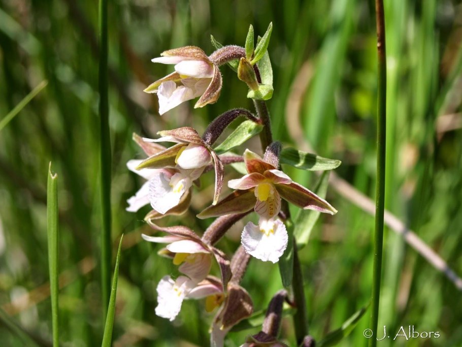 Epipactis thunbergii 'Karuizawa'