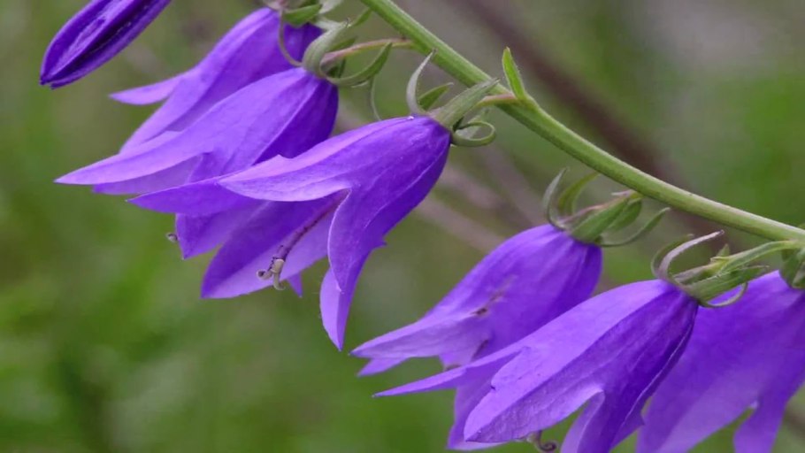 Колокольчик персиколистный (Campanula persicifolia l.)