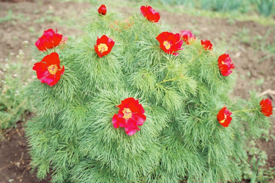 Пион tenuifolia rubra Plena