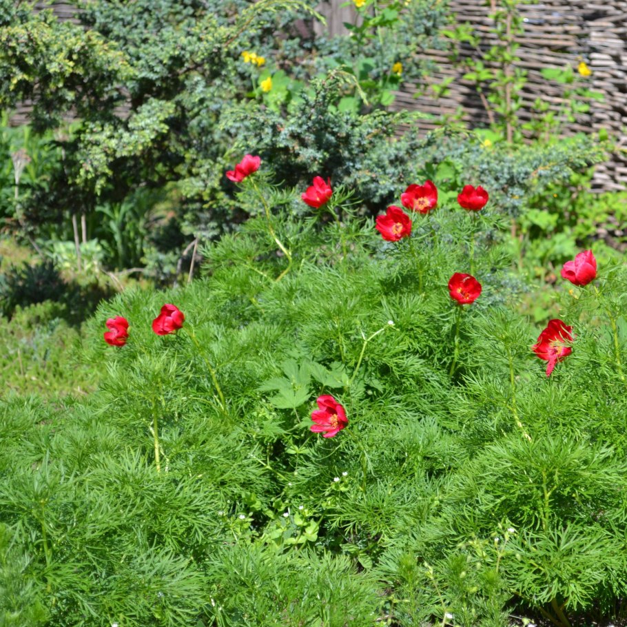 Пион тонколистный семена