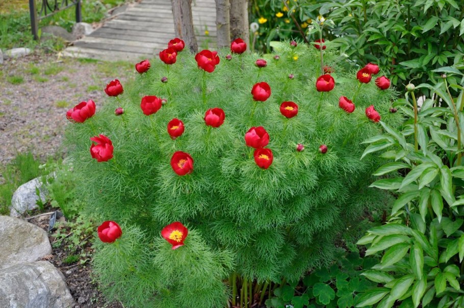 Пион тонколистный и Мак