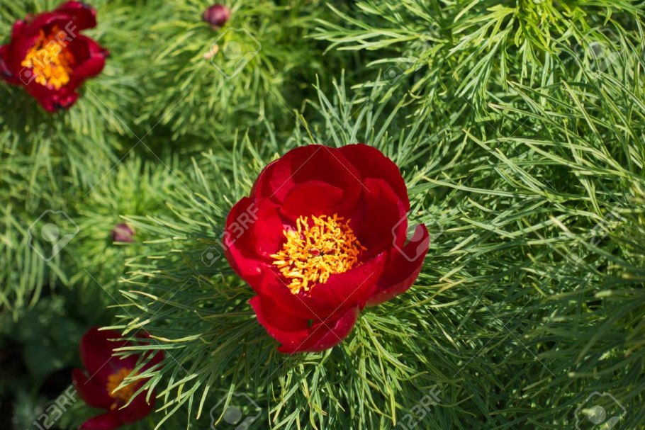 Пион тонколистный садовый