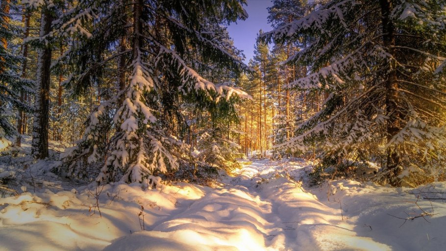 Зимний еловый лес