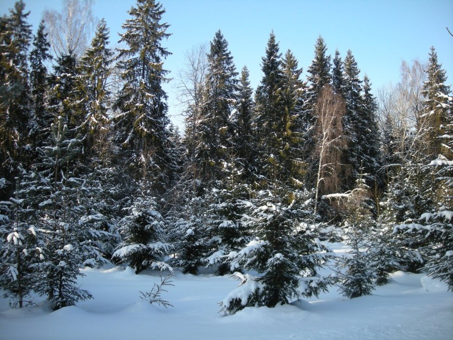 Зимний ельник