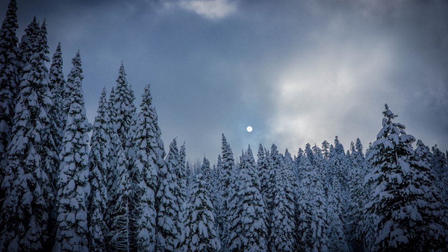 Лес Шварцвальд зимой