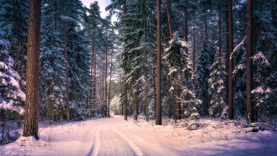 Заснеженный еловый лес