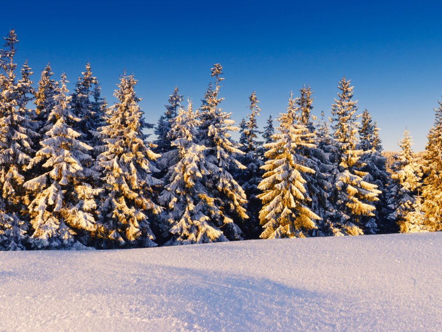 Заснеженный Сосновый лес