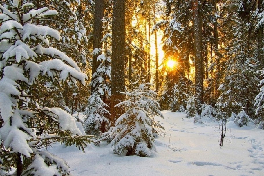 Зимой в лесу