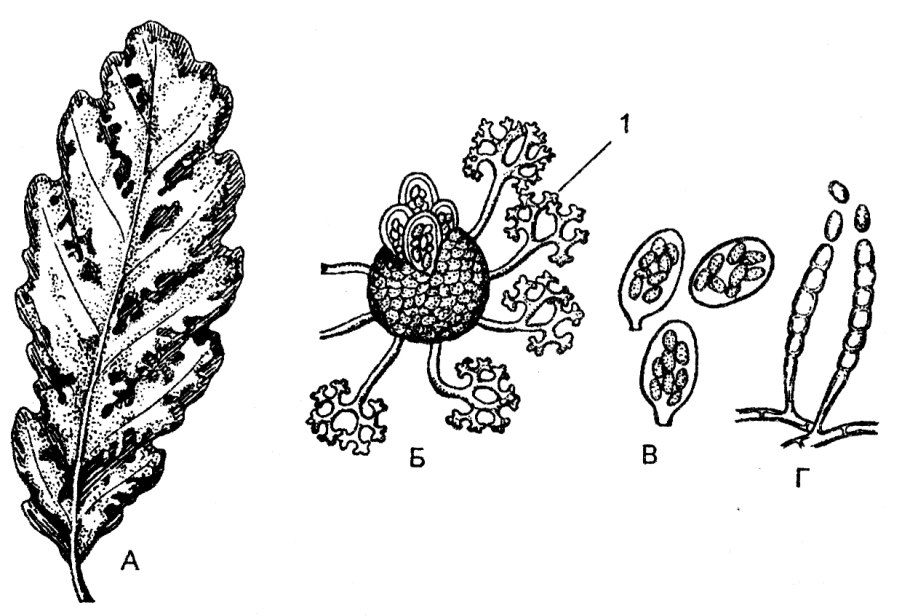 Quercus Robur поперечный