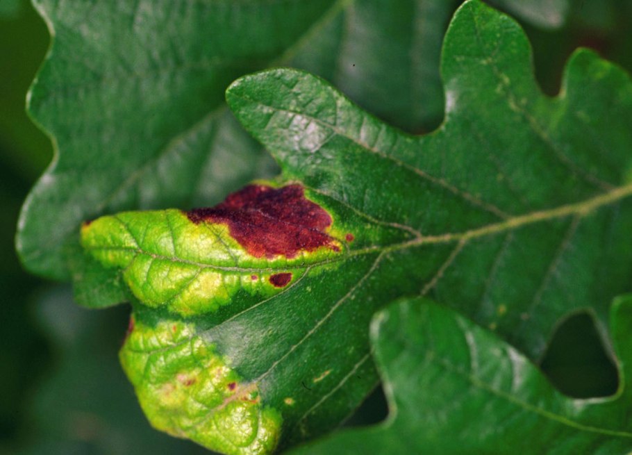 Дуб скальный Quercus petraea Liebl. Сырье