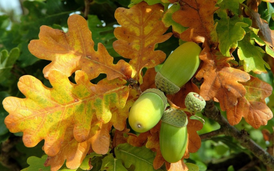 Дуб черешчатый (Quercus Robur l.)