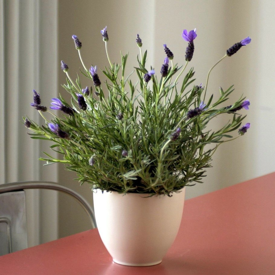 Лаванда вариегатная