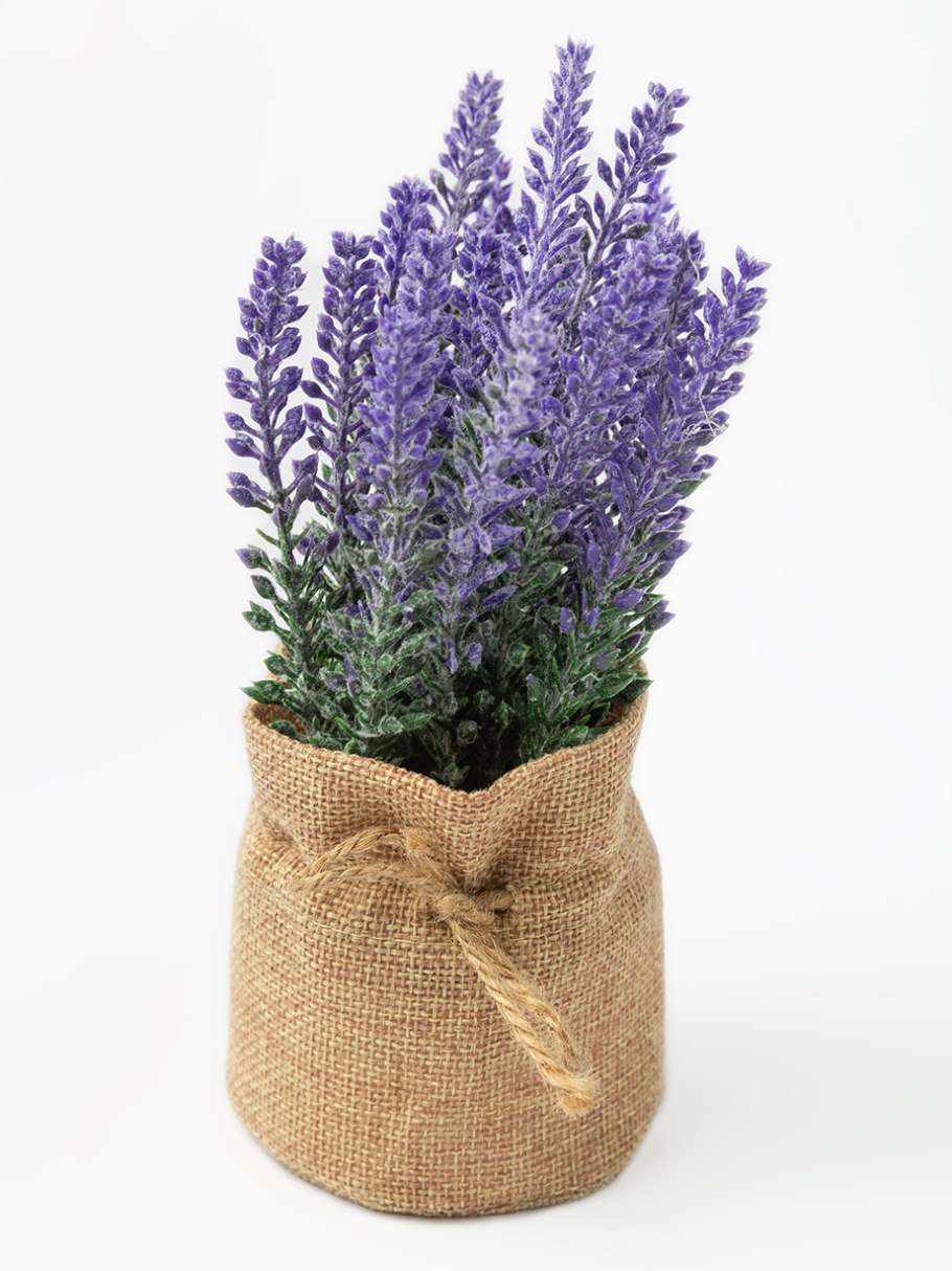 Лаванда в горшке