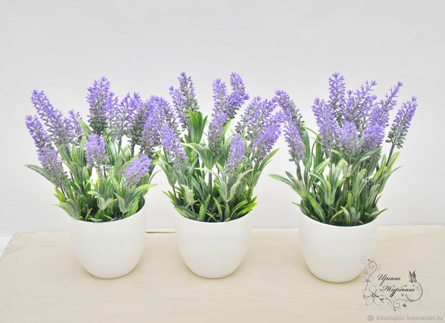 Лаванда горшечная
