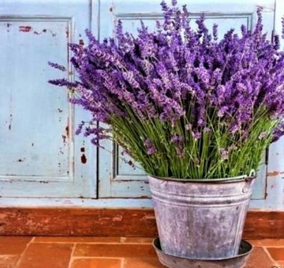 Лаванда узколистная Прованс