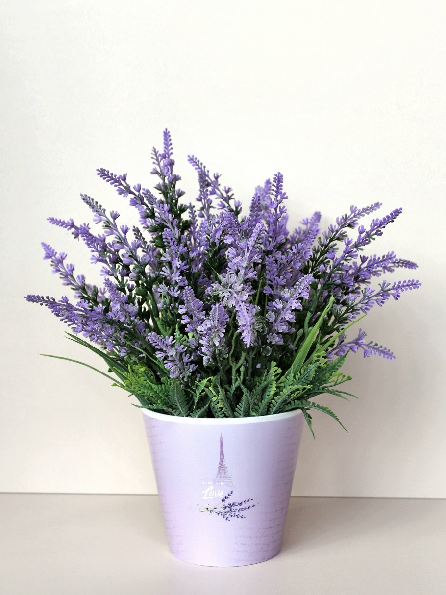 Лаванда французская широколистная