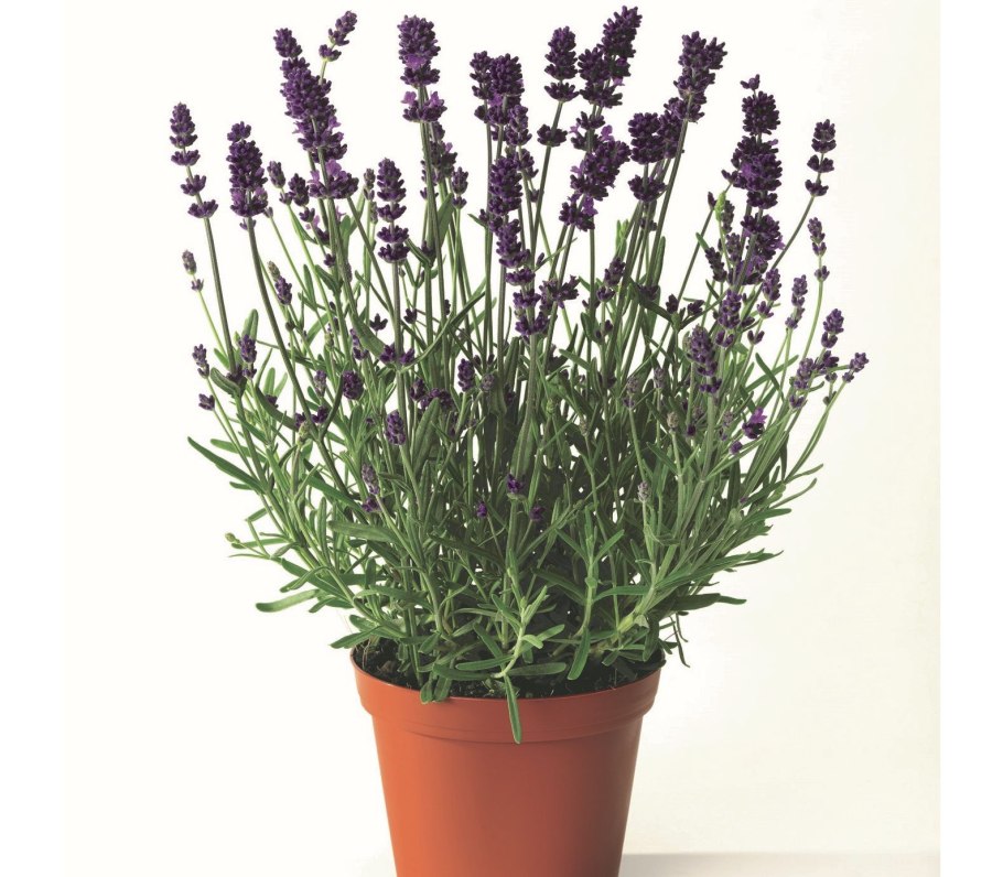 Лаванда узколистная