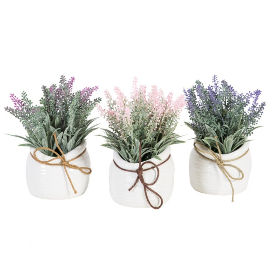 Лаванда в горшке Прованс