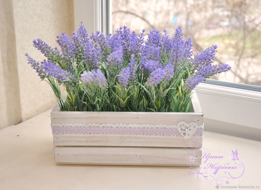 Лаванда узколистная на балконе