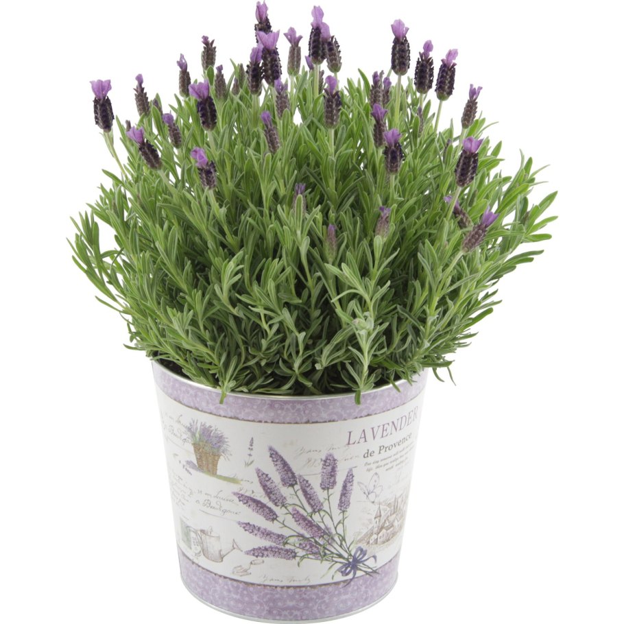 Лаванда Анук stoechas