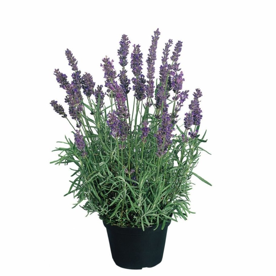 Лаванда узколистная Hidcote Blue strain