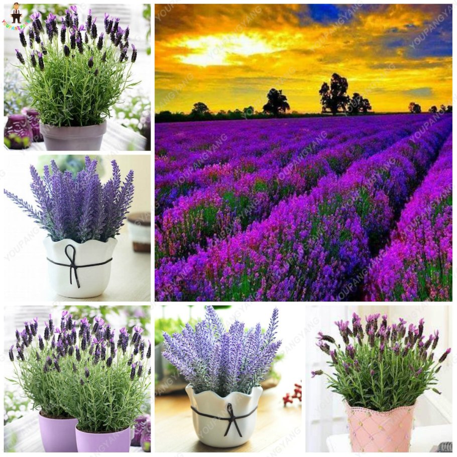 Лаванда узколистная Анна