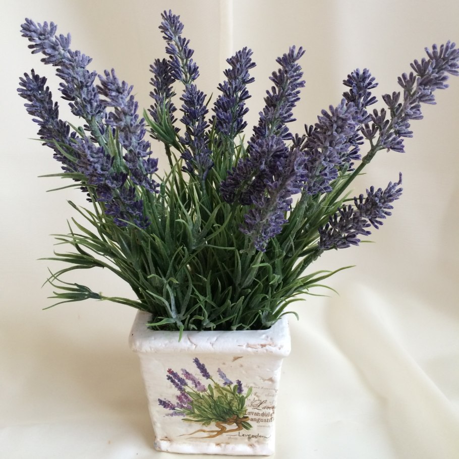 Лаванда d12 h25