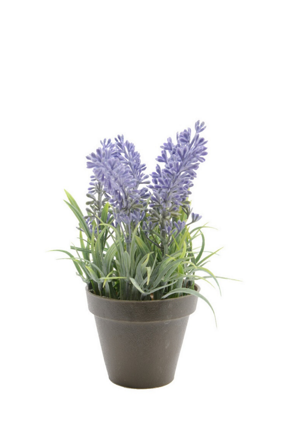 Лаванда саженцы (горшок 9см)