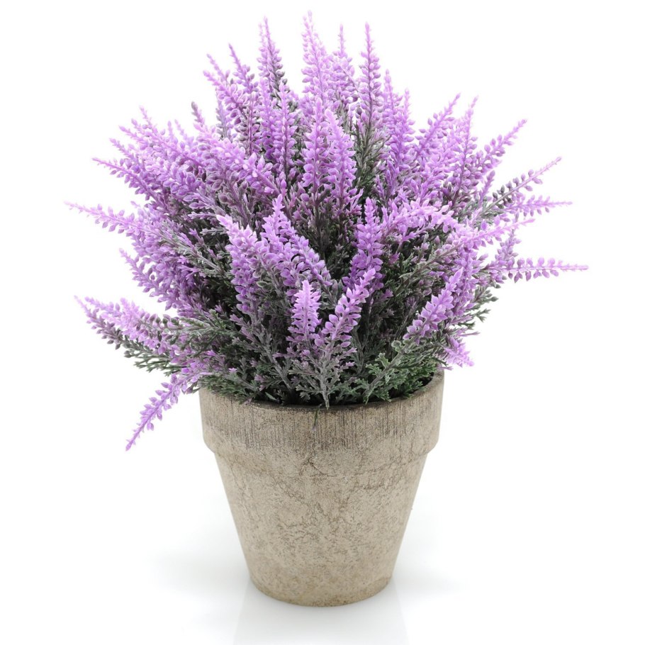 Лаванда комнатная