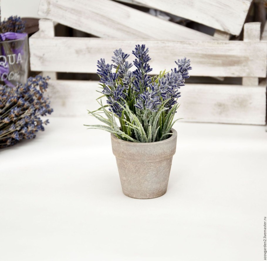 Лаванда саженцы (горшок 9см)